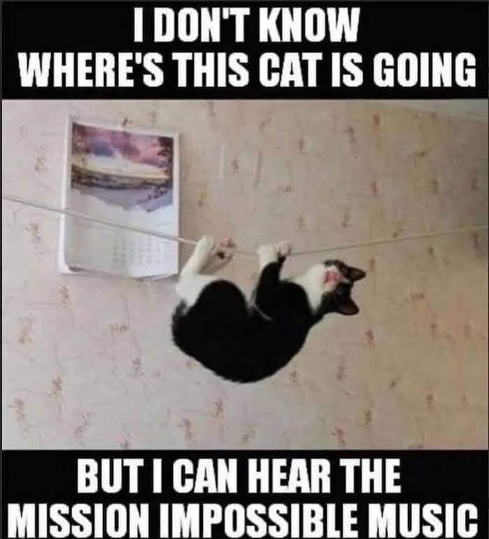Cat meme